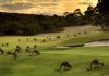 Khám phá thế giới thiên nhiên hoang dã tại đảo Kangaroo - Úc